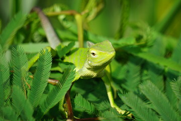 Bunglon surai (Also called Bronchocela jubata, maned forest lizard) on the tree