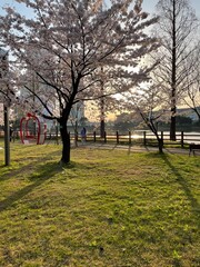 Fototapeta na wymiar Cherry Blossom Blooming Spring