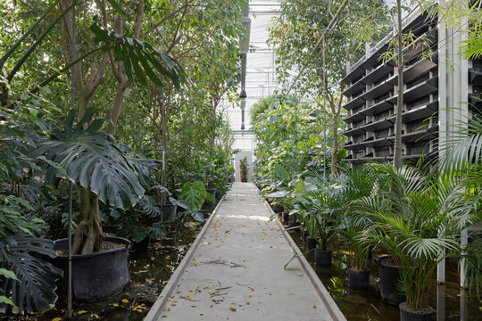 greenhouse with different types of green plants
