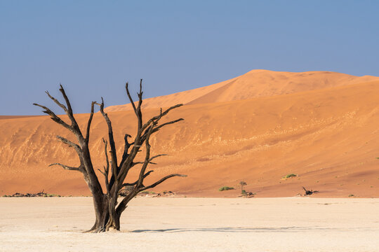 Dead tree over dune in desert at morning, Namibia, Africa.