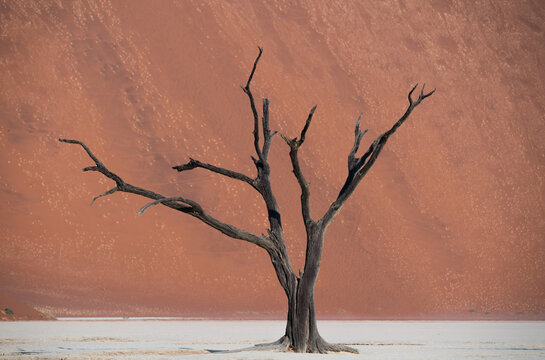 Dead tree over dune in desert at morning, Namibia, Africa.
