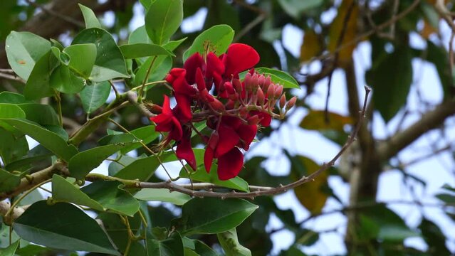 Erythrina fusca (Also called purple coraltree, gallito, bois immortelle, bucayo). This plant used as a traditional medicine for itching by boiling the leaves