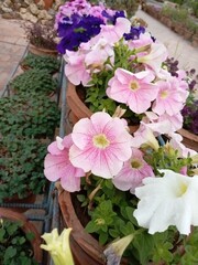 Beautiful and attractive garden flowers closeup view 