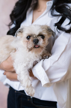 woman holding shih tzu dog in her arms