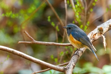 木陰でのんびりくつろぐルリビタキ オス