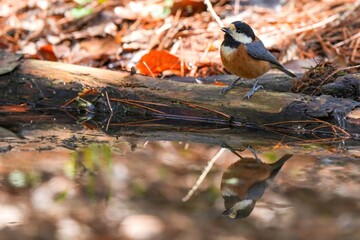 水辺でくつろぐヤマガラ