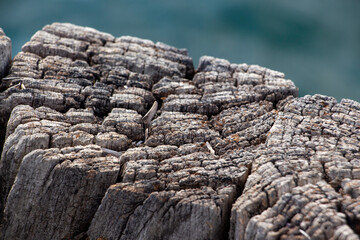 Wooden texture of old wood on the beach. Wooden texture of the surface of the pier. Wooden pier on the background of the sea.Closeup of old weathered wood
