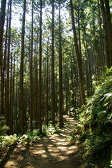 Obraz premium 熊野古道･蘇生の森