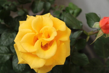 Rosa amarilla. Rosa jard&iacute;n. Primavera. Close-up. 