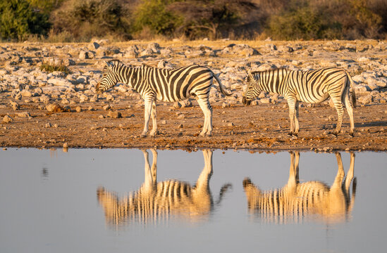 Zebra in Etosha National Park, Namibia, Africa.