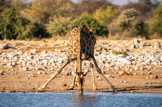 Lonely giraffe drinking from a waterhole, Etosha NP, Namibia, Africa.