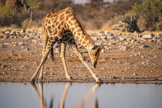 Lonely giraffe drinking from a waterhole, Etosha NP, Namibia, Africa.
