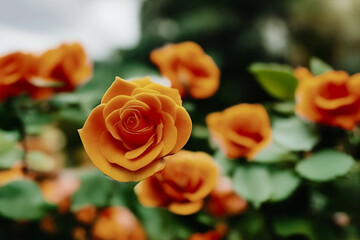 Orange roses, generative ai