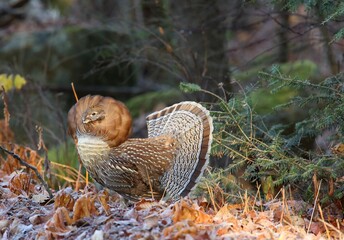 ruffed grouse fanned out