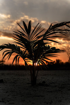 Palm tree silhouette in the sunset