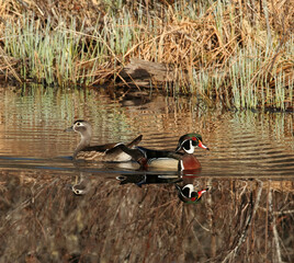 wood duck reflections