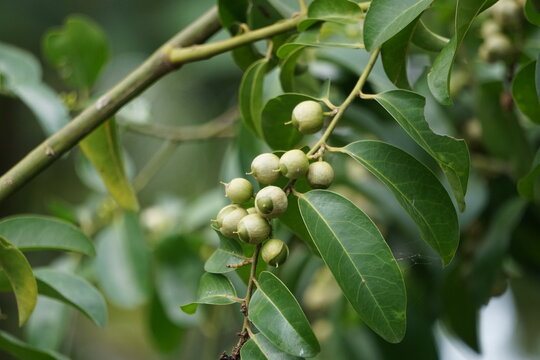 Cordia latifolia (Also called Bahuvara, Bara lasura). This plant is used in treatment of cough, chest diseases and uterus and urethral diseases, and as laxative in bilious affection