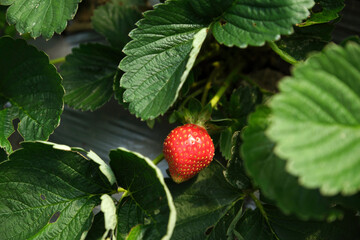Closeup Strawberries in the strawberry garden. 