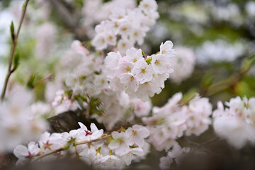 桜咲く