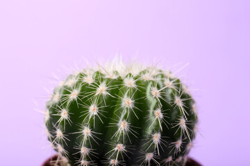 Beautiful green cactus on violet background, closeup. Tropical plant