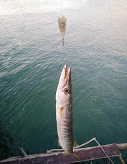 Barracuda fishing on blue sea background