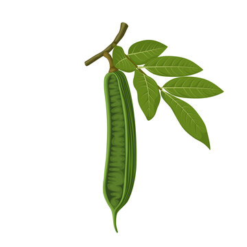 Vector illustration, Inga edulis, known as peanut ice cream, joaquiniquil, cuaniquil, guama or guaba, isolated on white background.