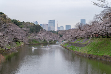 東京都千代田区九段にある千鳥ヶ淵に咲く桜