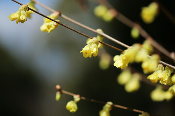 ヒュウガミズキ