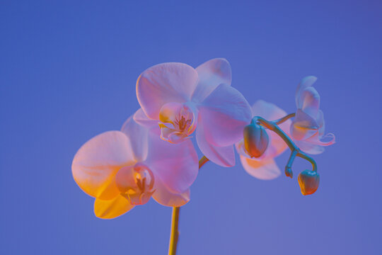 a branch of white orchids illuminated with pastel and vibrant colors