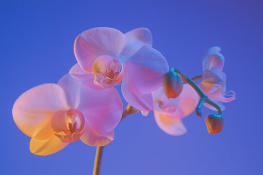 a branch of white orchids illuminated with pastel and vibrant colors