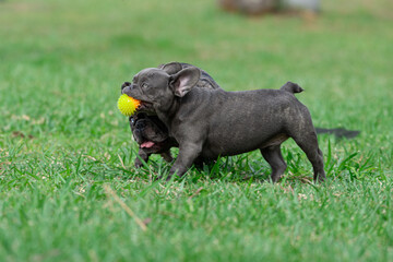 Cachorros