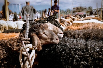Livestock waiting for trade in the Cattle and Sheep Bazar in Xinjiang