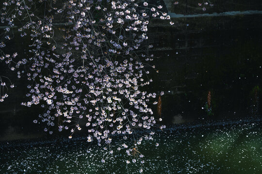 Cherry Blossom Petals Falling In A City River