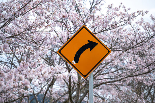 Naklejki Turn Sign With Cherry Blossoms