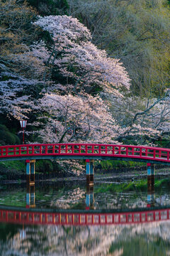 Red Japanese Bridge And Cherry Blossoms