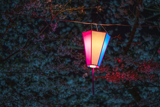 A Lantern Illuminated At Night In A Cherry Blossom Tree