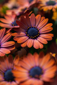 Orange Daisies Blossoming In Spring