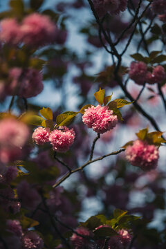Pink Cherry Blossoms In Morning Light