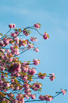 Pink Cherry Blossoms On Blue Sky