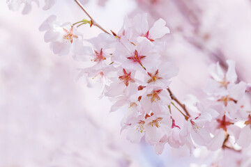 色が綺麗な満開の桜の花