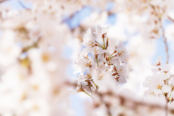 色が綺麗な満開の桜の花