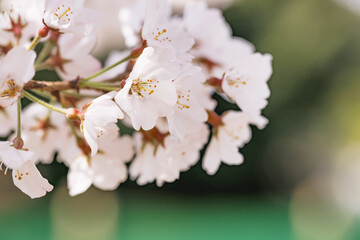 色が綺麗な満開の桜の花