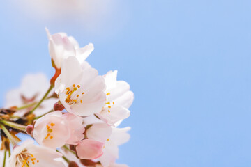色が綺麗な満開の桜の花