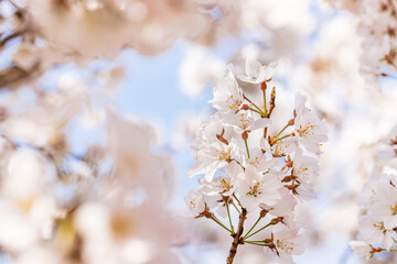 色が綺麗な満開の桜の花