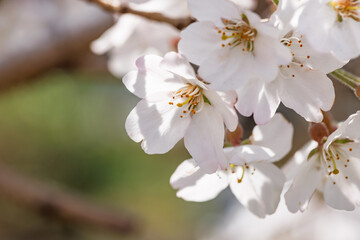 色が綺麗な満開の桜の花