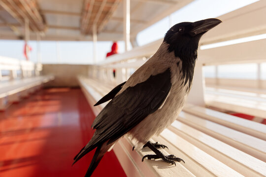 crow on deck