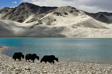 Alpine yaks drinking water in the Baisha Lake of Bulunkou Reservoir in southern Xinjiang