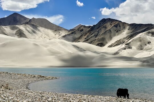 Alpine yaks drinking water in the Baisha Lake of Bulunkou Reservoir in southern Xinjiang