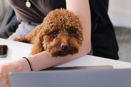 A Woman Working On Laptop With a Curly Dog on her lap