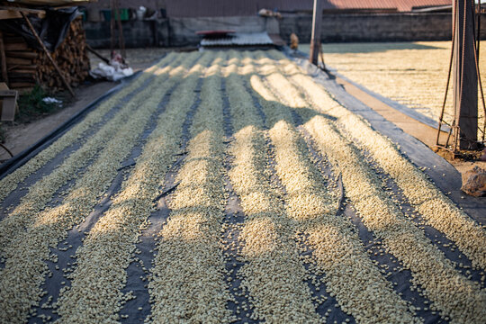 Rows of drying coffee